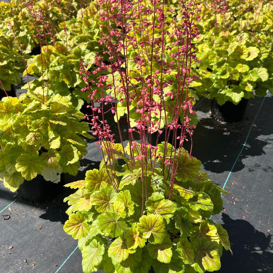 Heuchera Northern Exposure™ Sienna