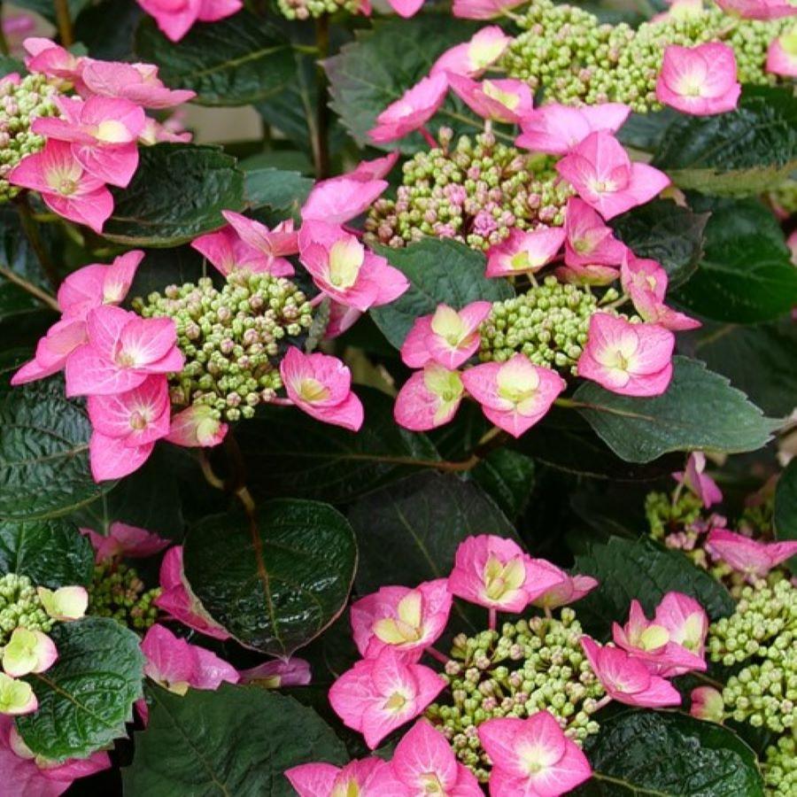 Hydrangea serrata Tuff Stuff Top Fun™