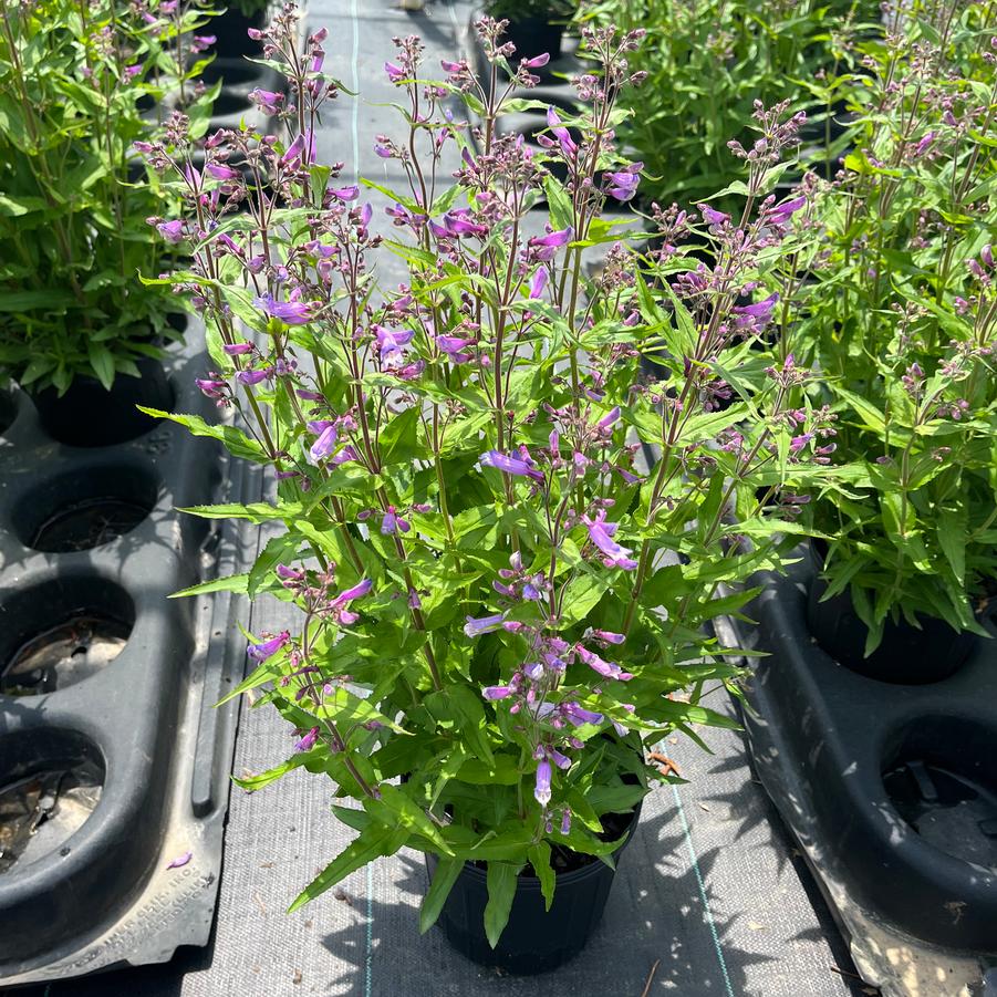 Penstemon Nova® Twilight