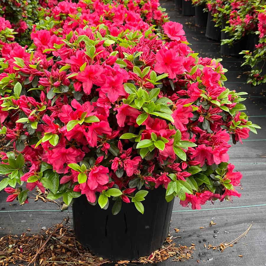 Azalea 'Girard's Crimson'