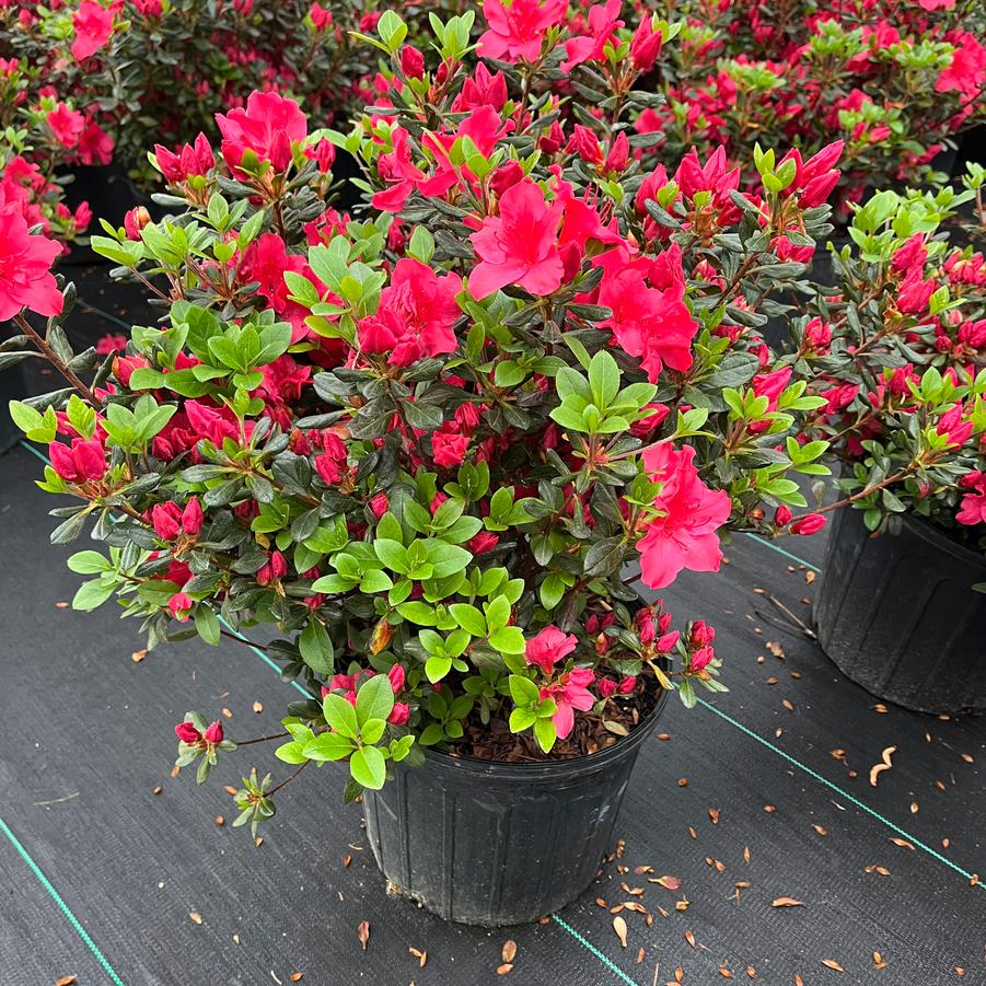 Azalea 'Girard's Red'