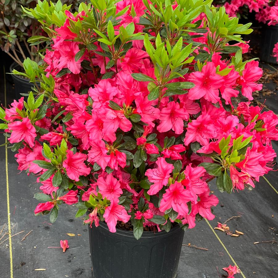 Azalea 'Girard's Rose'