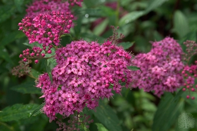 Spiraea japonica 'Neon Flash'