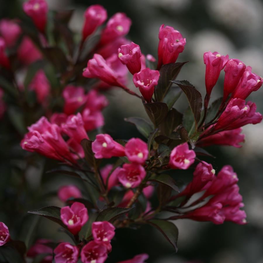 Weigela florida Wine & Roses®