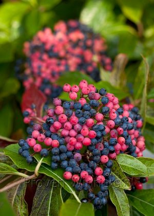 Viburnum nudum Brandywine&trade;