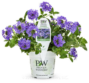 Verbena Superbena&reg; Royale Chambray
