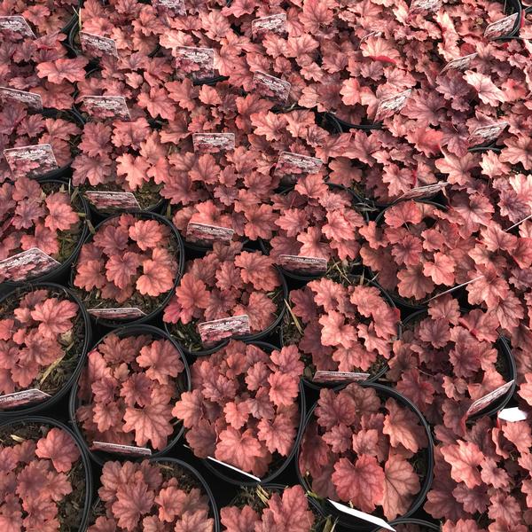 Heuchera 'Carnival Watermelon'