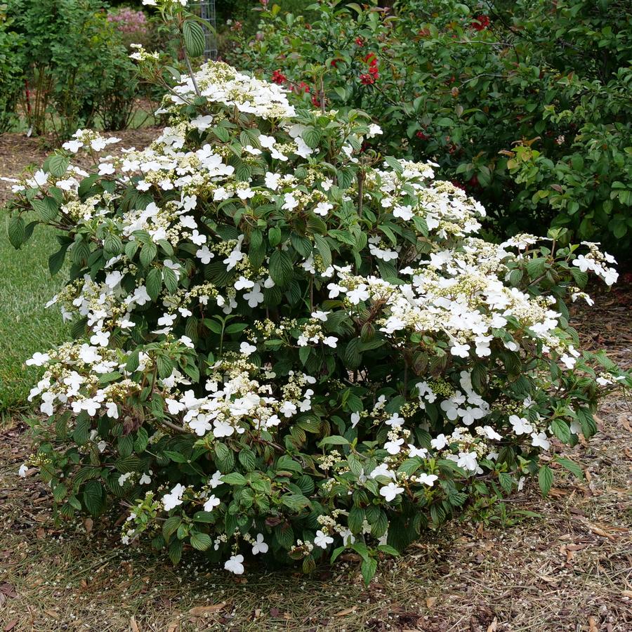 Viburnum plicatum var. tomentosum Steady Eddy&reg;