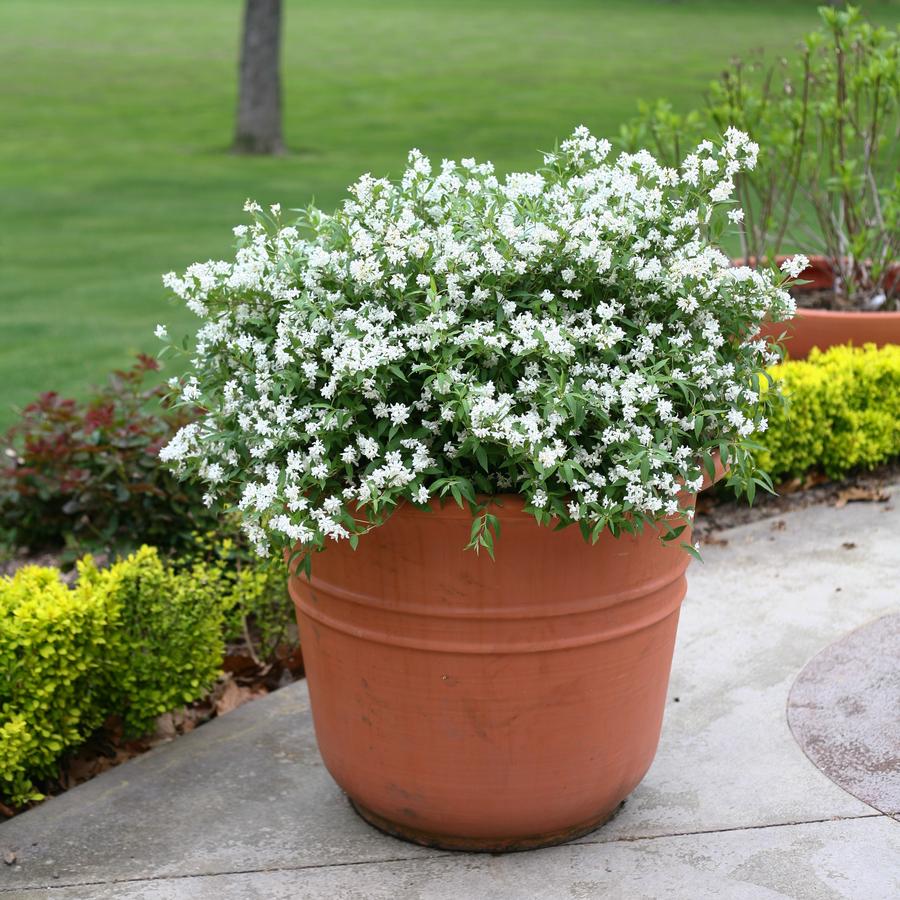 Deutzia Yuki Snowflake