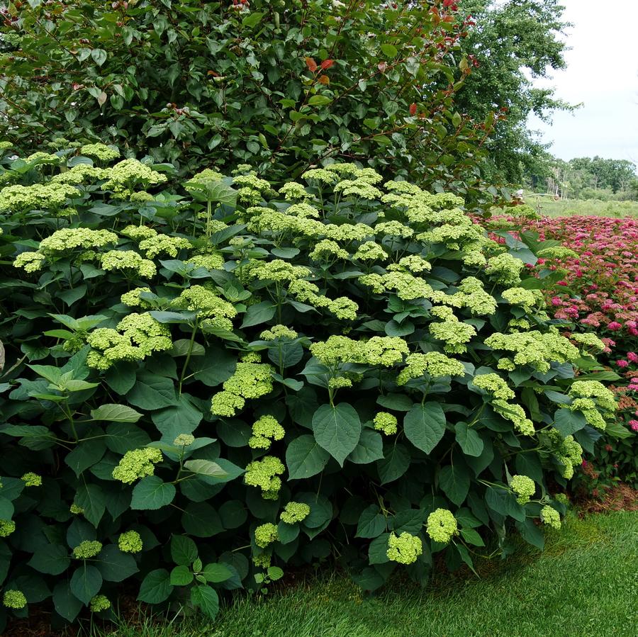 Hydrangea arborescens Invincibelle Sublime™