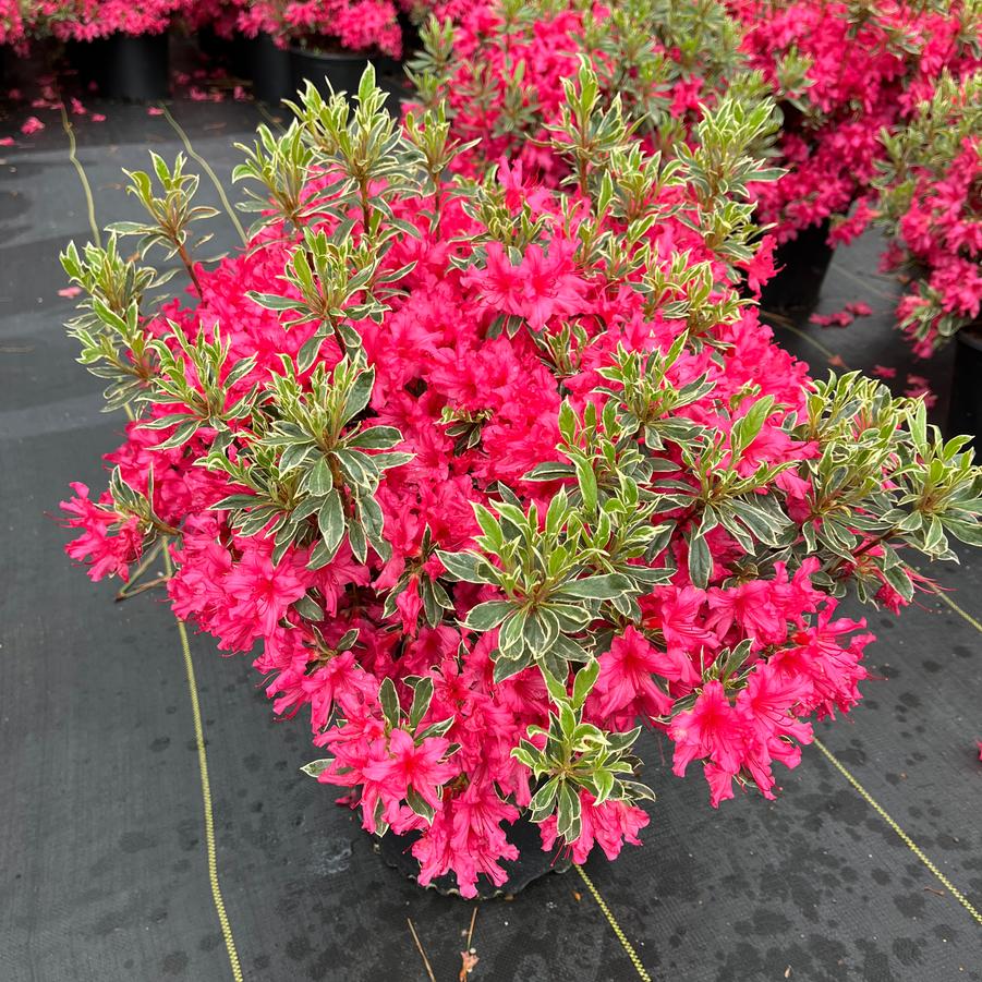 Azalea 'Christi Lyn'