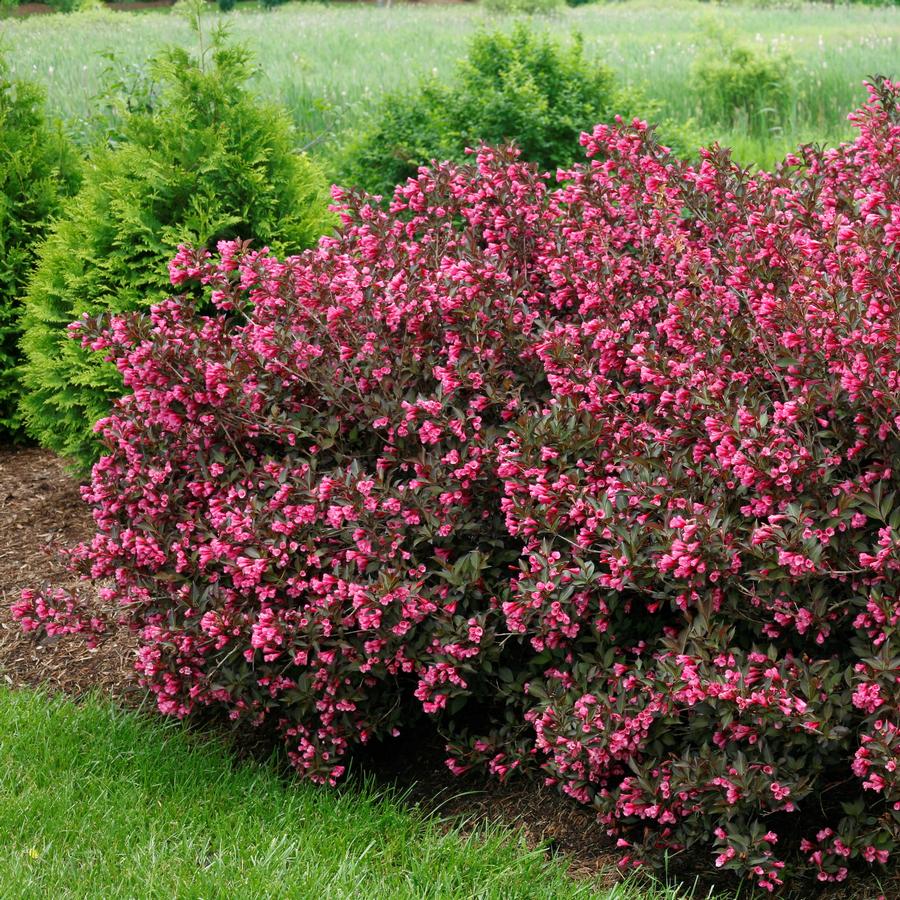 Weigela florida Wine & Roses®