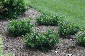 Aronia melanocarpa Low Scape Mound®