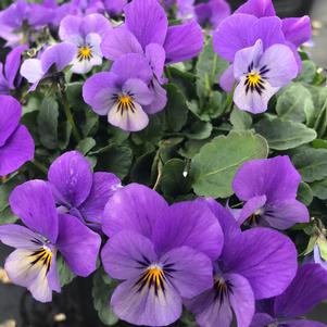 Viola Endurio® Lavender