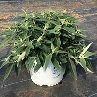 Buddleia Lo & Behold® 'Purple Haze'