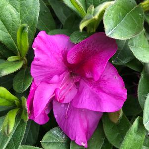 Azalea Bloom-A-Thon® Lavender