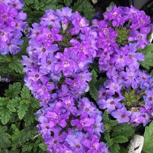 Verbena Superbena&reg; Royale Chambray