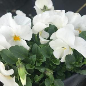 Viola Endurio&reg; White