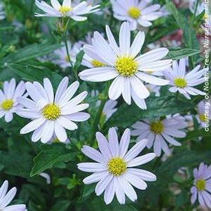 Kalimeris incisa 'Blue Star'