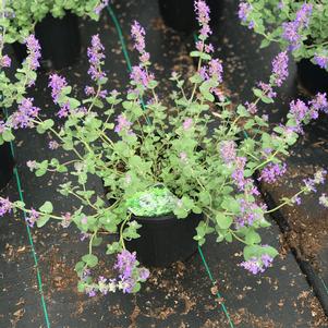 Nepeta 'Early Bird'