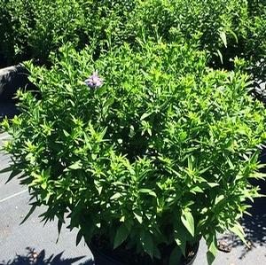Aster KICKIN™ 'Lavender'