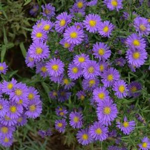 Aster KICKIN™ 'Lilac Blue'