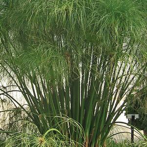 Cyperus papyrus Graceful Grasses® 'King Tut®'