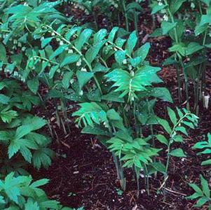 Polygonatum commutatum 