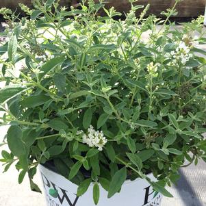 Buddleia Lo & Behold® 'Ice Chip'