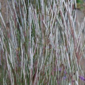 Andropogon ternarius 