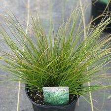 Carex testacea ColorGrass® Prairie Fire™