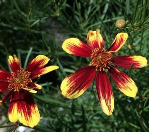 Coreopsis verticillata 'Bengal Tiger'