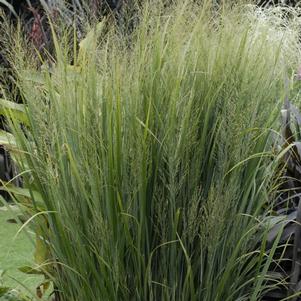 Panicum virgatum 'Northwind'