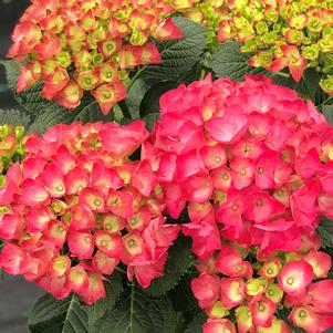 Hydrangea macrophylla Cityline&reg; Paris