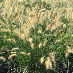 Pennisetum alopecuroides 'Hameln'
