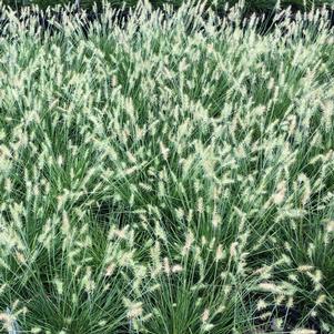 Pennisetum alopecuroides 'Little Bunny'
