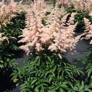 Astilbe Younique™ Younique™'Silvery Pink'