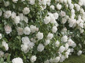 Rose Shrub Icecap&trade;