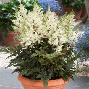 Astilbe Younique™'White'