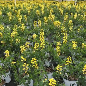 Geum 'Lemon Drops' – Penlan Perennials Nursery