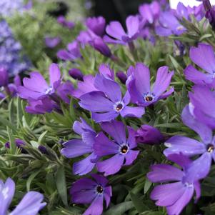 Phlox Violet Pinwheels