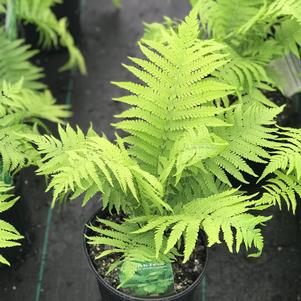 Athyrium filix-femina 'Victoriae'