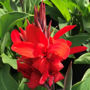 Canna Island Series 'Kreta'