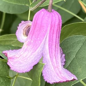 Clematis Queen Mother