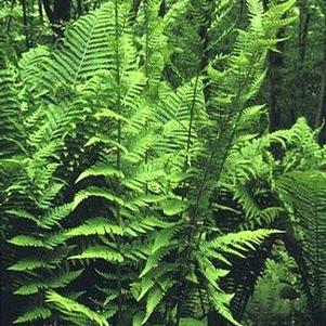Dryopteris x australis 