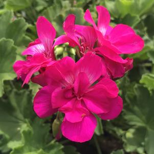 Geranium Boldly™ Lavender Rose