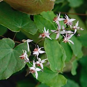Epimedium grandiflorum 