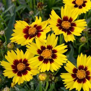 Coreopsis grandiflora SunKiss