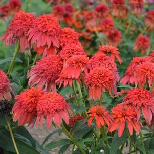 Echinacea Double Scoop™Mandarin