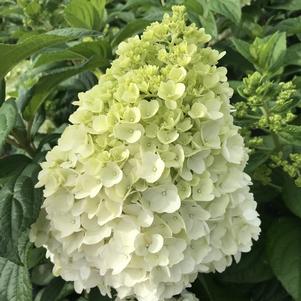 Hydrangea paniculata Moonrock™